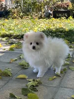 Fiona, a female Pomeranian for sale in Hesperia, CA – Photo 3 of 9