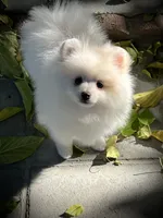 Fiona, a female Pomeranian for sale in Hesperia, CA – Photo 8 of 9