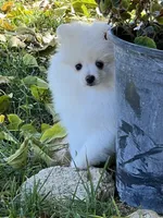 Fiona, a female Pomeranian for sale in Hesperia, CA – Photo 6 of 9