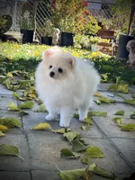 Fiona, a female Pomeranian for sale in Hesperia, CA – Photo 2 of 9