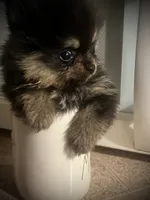 Mili, a female Pomeranian for sale in Hesperia, CA – 4 of 5