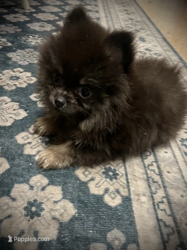 Lili – Pomeranian puppy for sale in Hesperia, CA