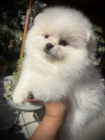 Uno, a male Pomeranian for sale in Hesperia, CA – 2 of 8