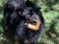 Tiffany/Hero, a female Pomeranian for sale in Hesperia, CA – 3 of 6