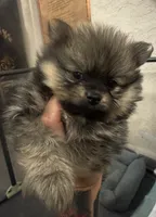 Mimi, a female Pomeranian for sale in Hesperia, CA – 6 of 6