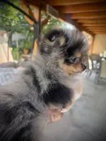Stella, a female Pomeranian for sale in Hesperia, CA – 3 of 5