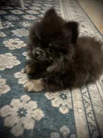 Lili, a female Pomeranian for sale in Hesperia, CA – 3 of 3