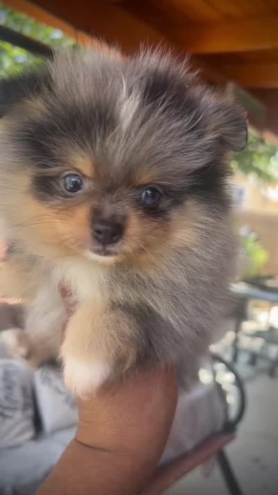 Stella, a female Pomeranian for sale in Hesperia, CA – 5 of 5
