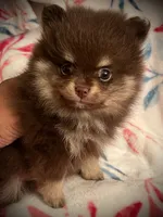 Sophie pup1, a male Pomeranian for sale in Hesperia, CA – 2 of 3
