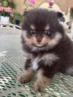 Lottie, a female Pomeranian for sale in Hesperia, CA – 2 of 2