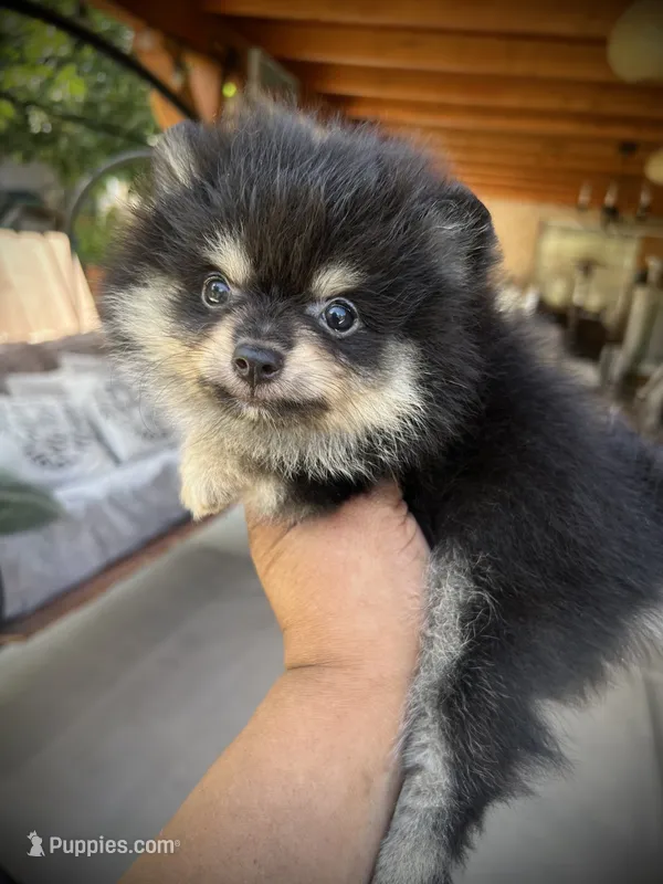 Rey – Pomeranian puppy for sale in Hesperia, CA