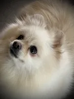 Paloma, a female Pomeranian for sale in Hesperia, CA – Photo 1 of 10