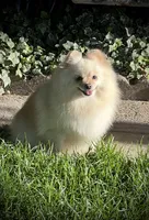 Paloma, a female Pomeranian for sale in Hesperia, CA – Photo 4 of 10