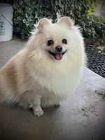 Paloma, a female Pomeranian for sale in Hesperia, CA – Photo 7 of 10