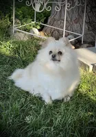Paloma, a female Pomeranian for sale in Hesperia, CA – Photo 3 of 10