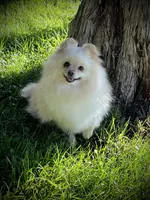 Paloma, a female Pomeranian for sale in Hesperia, CA – Photo 8 of 10