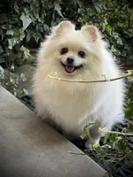 Paloma, a female Pomeranian for sale in Hesperia, CA – Photo 6 of 10