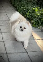 Paloma, a female Pomeranian for sale in Hesperia, CA – Photo 9 of 10