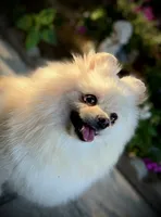 Paloma, a female Pomeranian for sale in Hesperia, CA – Photo 2 of 10