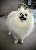 Paloma, a female Pomeranian for sale in Hesperia, CA – Photo 5 of 10