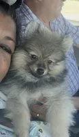 Mimi, a female Pomeranian for sale in Hesperia, CA – 2 of 6