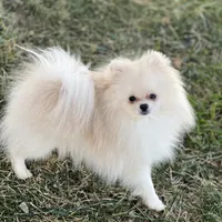 Tiny Nugget, a male Pomeranian for sale in Hesperia, CA – Photo 6 of 9