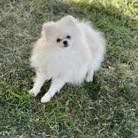 Tiny Nugget, a male Pomeranian for sale in Hesperia, CA – Photo 1 of 9