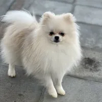 Tiny Nugget, a male Pomeranian for sale in Hesperia, CA – Photo 7 of 9