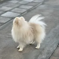 Tiny Nugget, a male Pomeranian for sale in Hesperia, CA – Photo 4 of 9