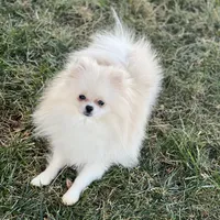 Tiny Nugget, a male Pomeranian for sale in Hesperia, CA – Photo 3 of 9