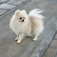 Tiny Nugget, a male Pomeranian for sale in Hesperia, CA – Photo 2 of 9