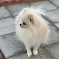 Tiny Nugget, a male Pomeranian for sale in Hesperia, CA – Photo 9 of 9