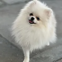 Tiny Nugget, a male Pomeranian for sale in Hesperia, CA – Photo 8 of 9