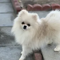 Tiny Nugget, a male Pomeranian for sale in Hesperia, CA – Photo 5 of 9