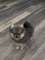 Mimi, a female Pomeranian for sale in Hesperia, CA – 5 of 6