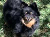 Tiffany/Hero, a female Pomeranian for sale in Hesperia, CA – 4 of 6