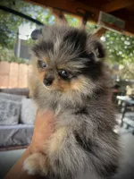 Stella, a female Pomeranian for sale in Hesperia, CA – 4 of 5