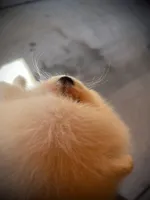 Uno, a male Pomeranian for sale in Hesperia, CA – 7 of 8