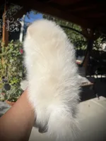 Uno, a male Pomeranian for sale in Hesperia, CA – 5 of 8