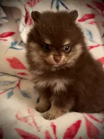 Sophie pup1, a male Pomeranian for sale in Hesperia, CA – 3 of 3