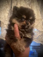 Mili, a female Pomeranian for sale in Hesperia, CA – 3 of 5