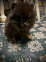 Lili, a female Pomeranian for sale in Hesperia, CA – 2 of 3