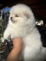 Uno, a male Pomeranian for sale in Hesperia, CA – 6 of 8