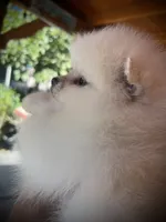 Uno, a male Pomeranian for sale in Hesperia, CA – 4 of 8