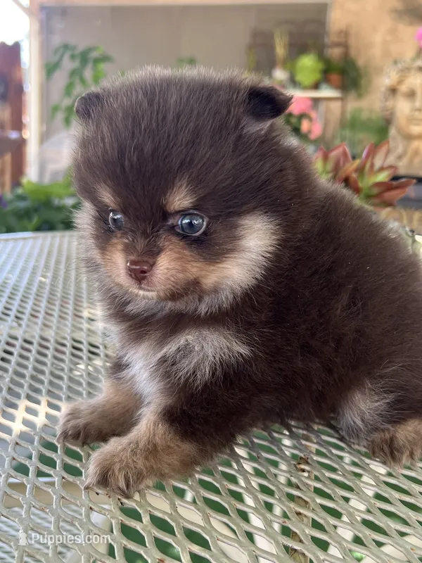 Lottie – Pomeranian puppy for sale in Hesperia, CA