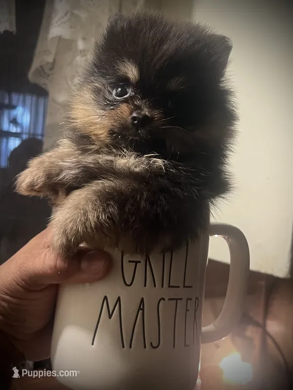 Mili – Pomeranian puppy for sale in Hesperia, CA