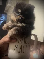 Mili, a female Pomeranian for sale in Hesperia, CA – 1 of 5