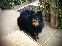 Tiffany/Hero, a female Pomeranian for sale in Hesperia, CA – 6 of 6