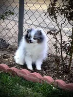 Darla , a female Pomeranian for sale in Hesperia, CA – Photo 10 of 10