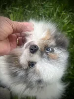 Darla , a female Pomeranian for sale in Hesperia, CA – Photo 6 of 10